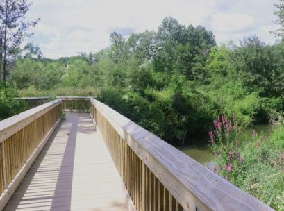 [Photo: A boardwalk through the marsh is nice for for viewing the wetland.]
 In winter, American Robin and Eastern Bluebird will supplement their invertebrate diets with fleshy fruits, feeding in small flocks, or be seen or heard flying overhead. Carolina Wren will continue foraging along the stream banks for insects and spiders throughout the winter. A lone Gray Catbird, whose diet is largely fruit in fall and winter, has lingered into December skulking in the shrubs. Dark-eyed Juncos are regular winter visitors, while Pine Siskins may be seen in numbers some years and absent in others.