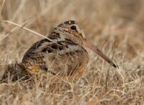 American Woodcock Ecology and Management in the Northeast. Click image above to view program