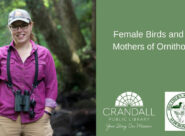 Female Birds and the Mothers of Ornithology by "Bird Diva" Bridget Butler. Click image above to view program