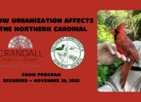 How Urbanization Affects Northern Cardinals. Click image above to view program