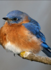 A male Eastern Bluebird perches on a branch. Photo: Dr. Gordon Ellmers.